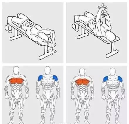 雷竞技RAYBET详解健身房常用器材和相应动作锻炼肌肉！(图3)