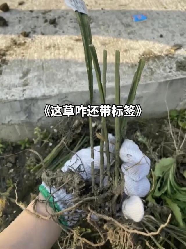 雷竞技RAYBET四川一医学院组织学生拔草女生拔带标签药草发视频：就是想拔(图3)