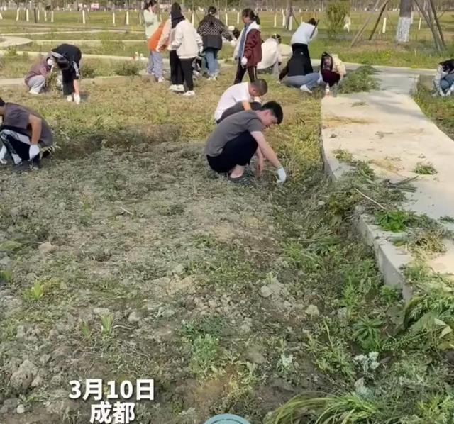 雷竞技RAYBET四川一医学院组织学生拔草女生拔带标签药草发视频：就是想拔(图1)