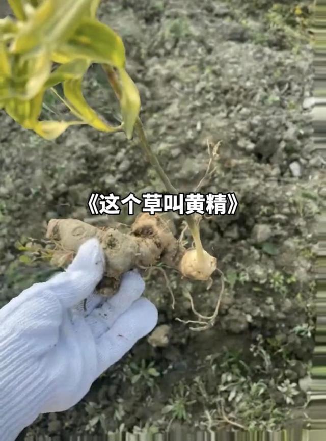 雷竞技RAYBET四川一医学院组织学生拔草女生拔带标签药草发视频：就是想拔(图5)