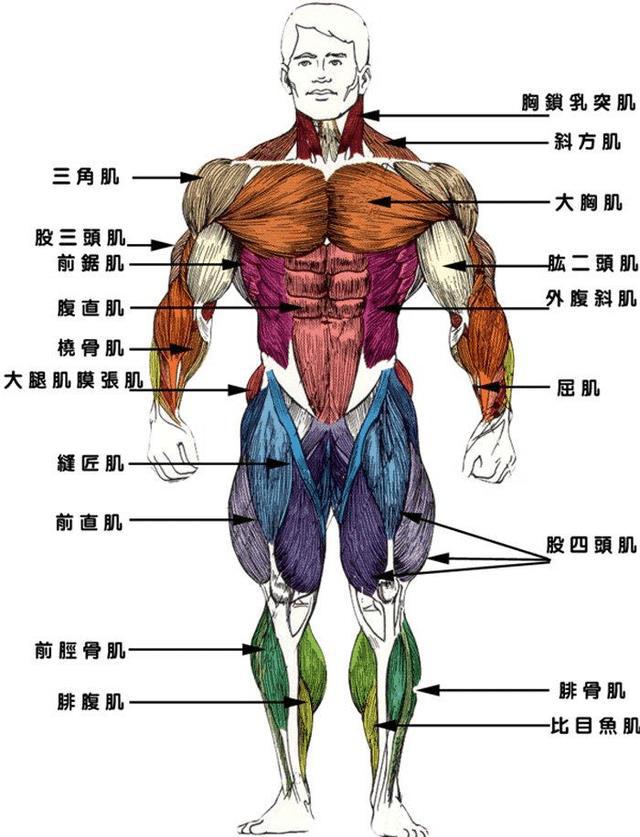 雷竞技RAYBET健身界四大身材模板看看谁是你的理想型(图1)