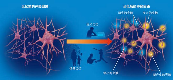 雷竞技RAYBET我们为什么会“遗忘”？(图4)