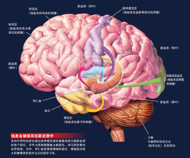 雷竞技RAYBET我们为什么会“遗忘”？(图3)