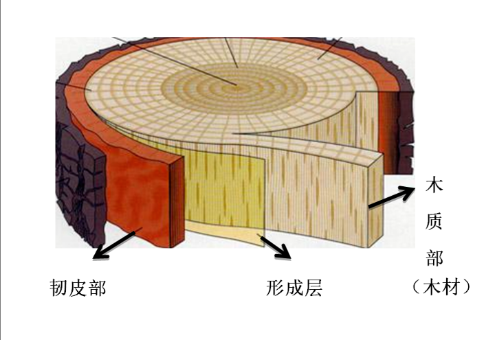 雷竞技RAYBET：树干加粗生长 动力来自两个干细胞“工厂”(图2)