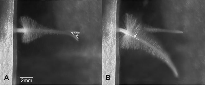 植物根系也能往天上翘？科学家解读植物重力感受新机制(图1)