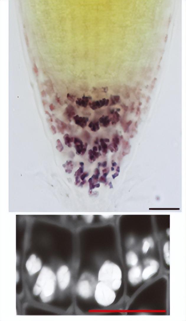 植物根系也能往天上翘？科学家解读植物重力感受新机制(图2)