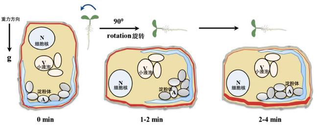 植物根系也能往天上翘？科学家解读植物重力感受新机制(图3)