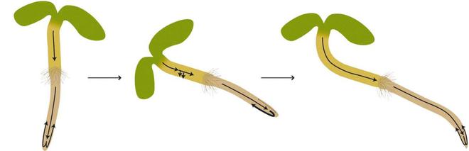 植物根系也能往天上翘？科学家解读植物重力感受新机制(图4)