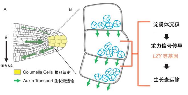 植物根系也能往天上翘？科学家解读植物重力感受新机制(图6)