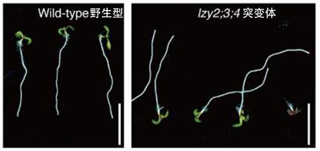 植物根系也能往天上翘？科学家解读植物重力感受新机制(图7)