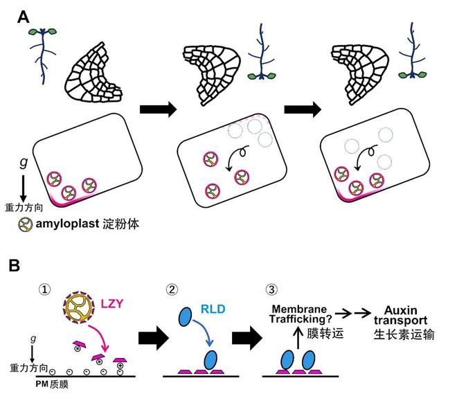 植物根系也能往天上翘？科学家解读植物重力感受新机制(图9)